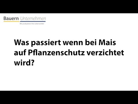 «Mais-Nullparzelle» mit Stefan Baumann, Bern